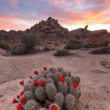 ton-stag-e3-1----tok04