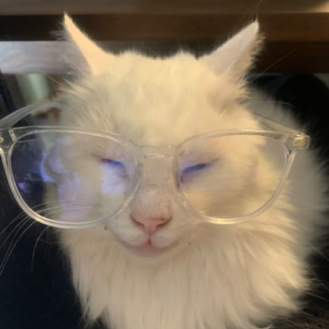 мяу мяу 1