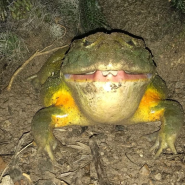 бу испугался